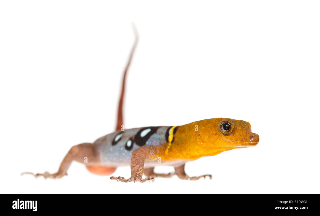 Foto de un day gecko sobre un fondo blanco. Foto de stock
