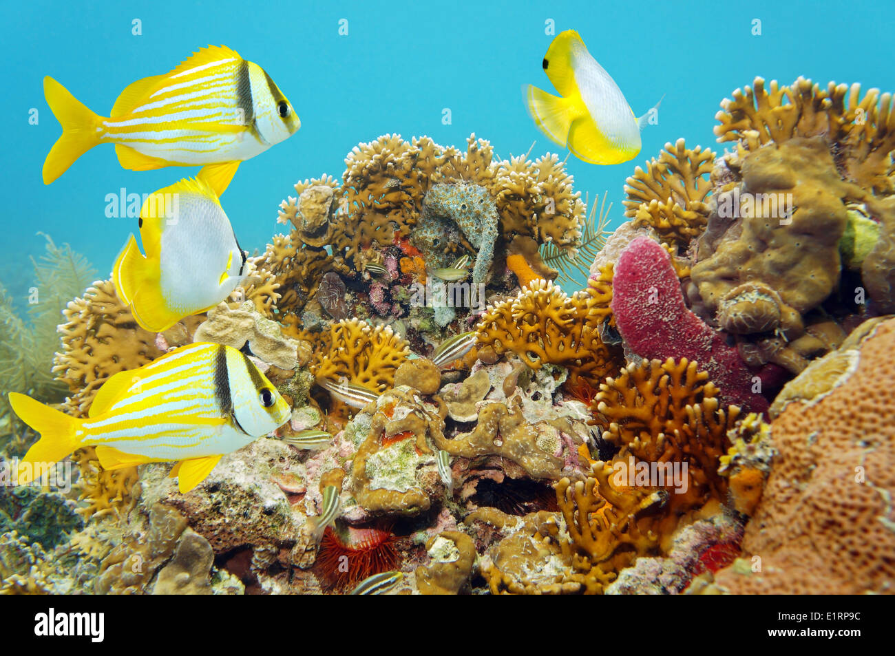 Escena de arrecifes de coral con peces tropicales Foto de stock