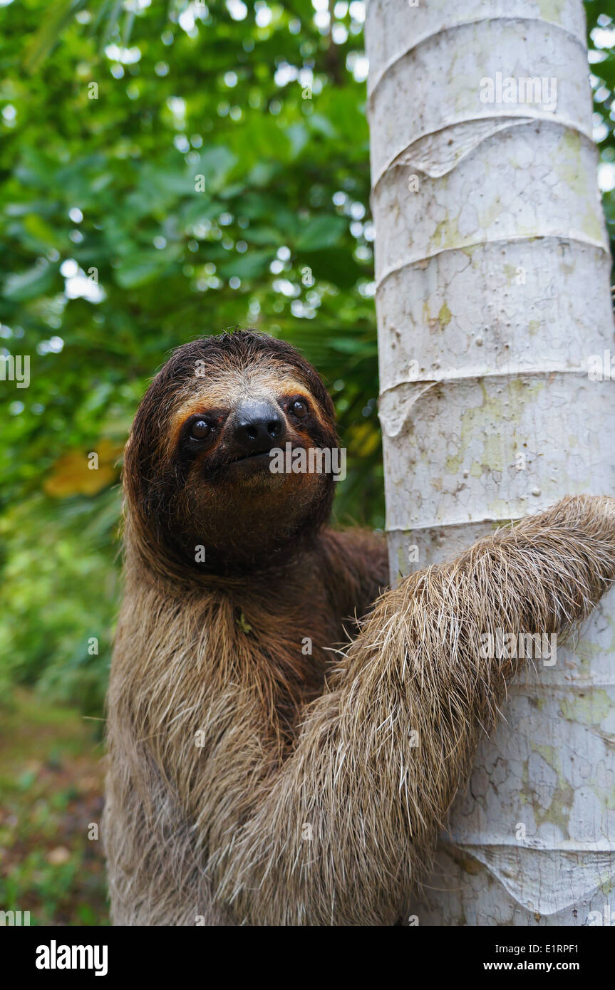 Retrato de perezoso de tres dedos trepa a un árbol, Panamá, América Central Foto de stock
