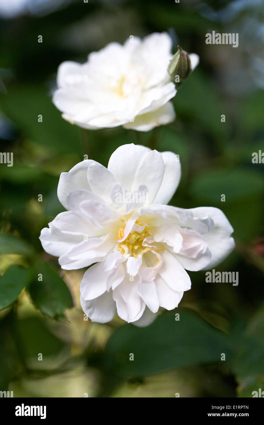 Rosa 'Goose'. Rambling Rose en un jardín inglés. Foto de stock