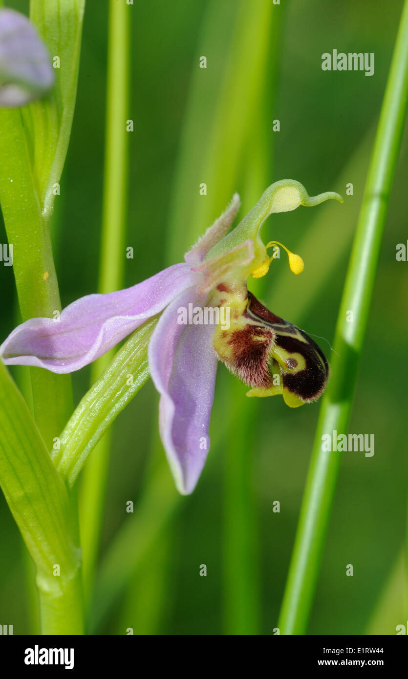 Flor de la Abeja (ophrys apifera orquídea). Godington, Ashford. Kent. Foto de stock
