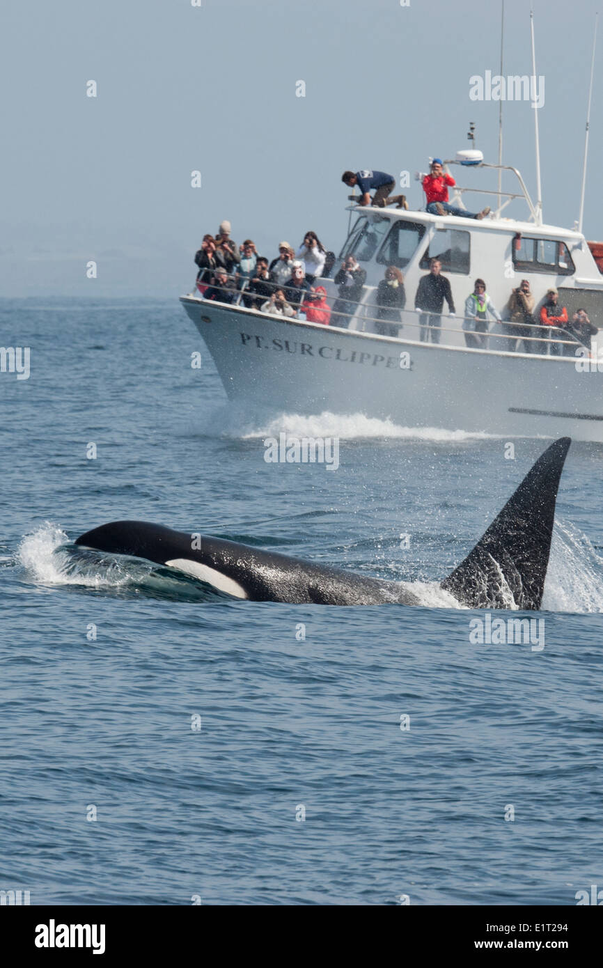 Transitoria/Biggs Killer Whale/Orca (Orcinus orca). Asfaltado en frente del punto Sur Clipper, Monterey, California, en el Océano Pacífico. Foto de stock