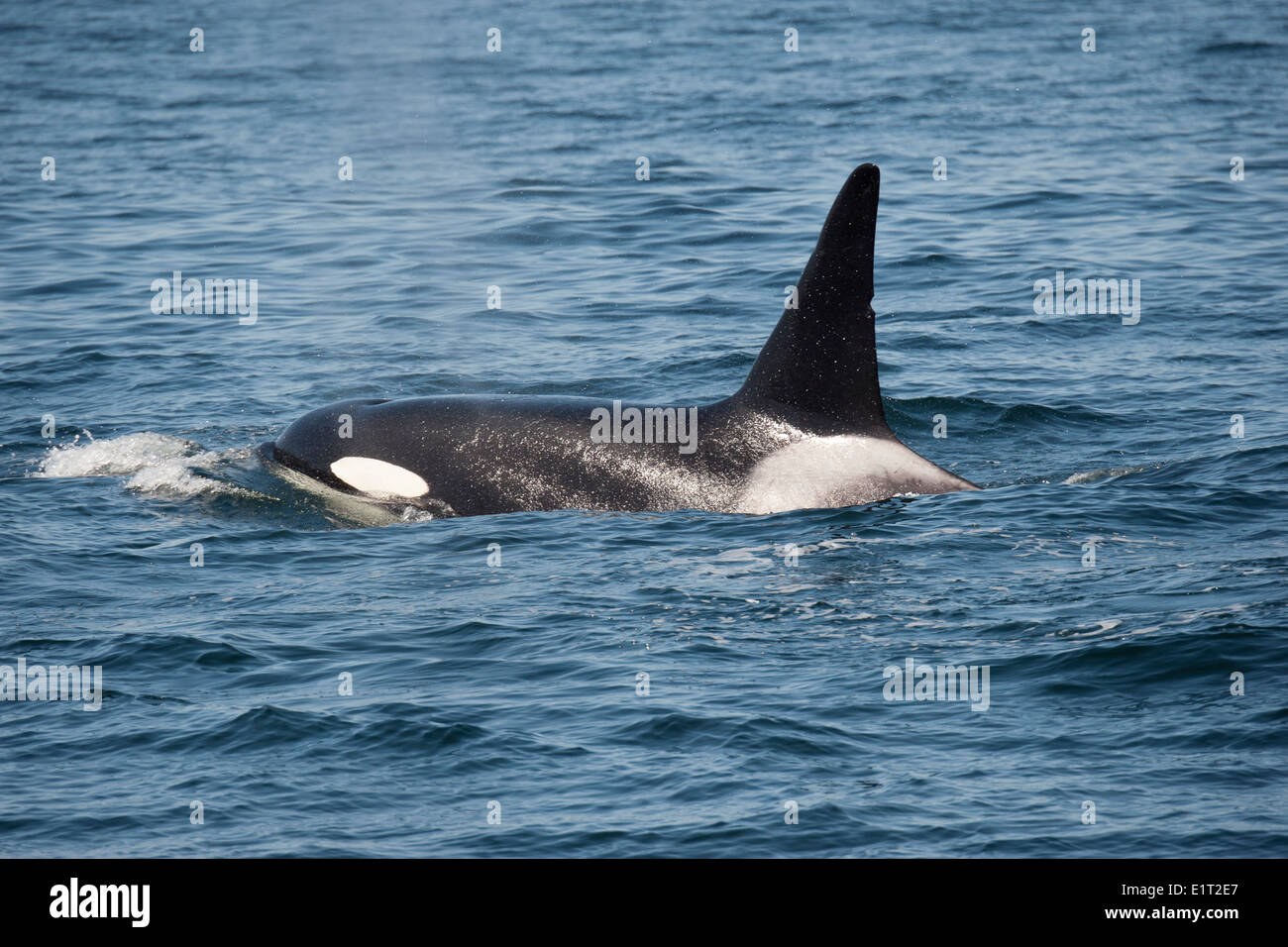 Transitoria/Biggs Killer Whale/Orca (Orcinus orca). Pavimentación, Monterey, California, en el Océano Pacífico. Foto de stock