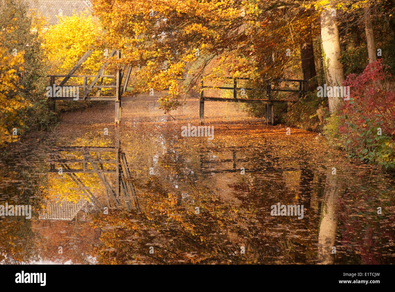 Puente de madera sobre Schoonheten Country Estate, el reflejo en el agua llena de colores de otoño. Foto de stock