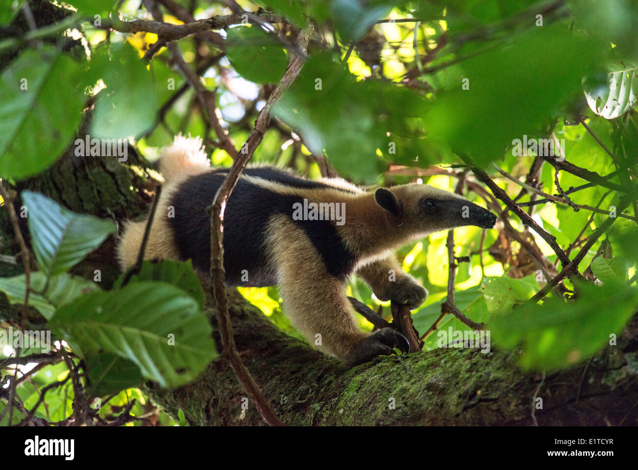 Género Tamandua la caza de osos hormigueros de un árbol, el Parque Nacional Tortuguero, Costa Rica Foto de stock