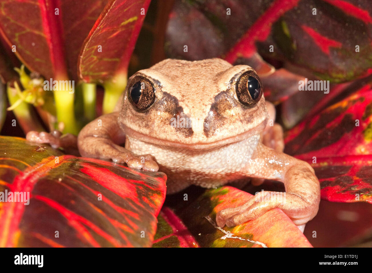 Foto de un marrón-respaldado Tree Frog Foto de stock