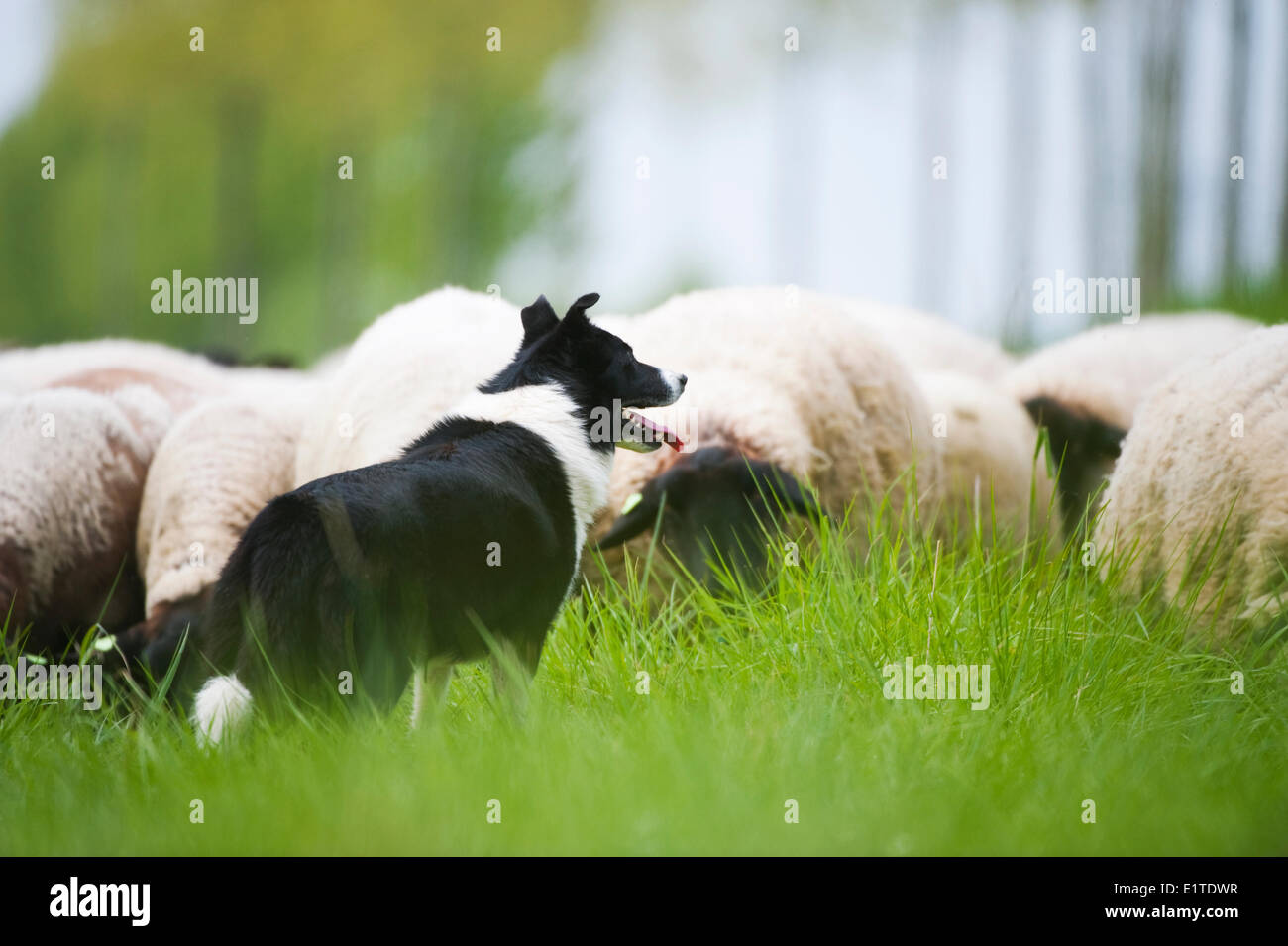 Rebaño de ovejas pastando ovejero y un dique en el bloemdijken van Zuid-beveland reserva natural del delta holandés Foto de stock