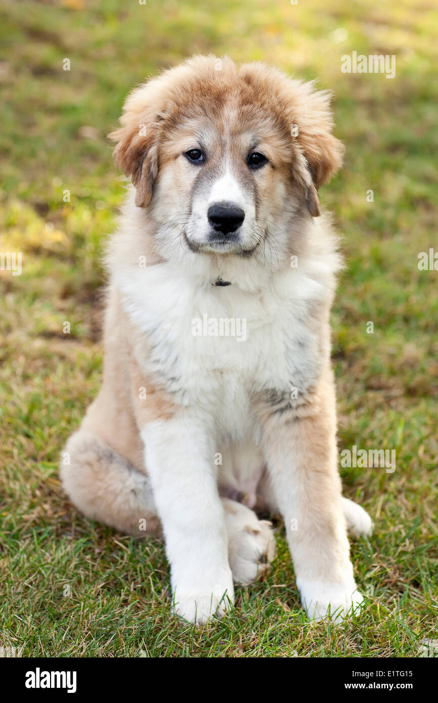 Retrato de un cachorro de gran pirineos fotografías e imágenes de alta  resolución - Alamy