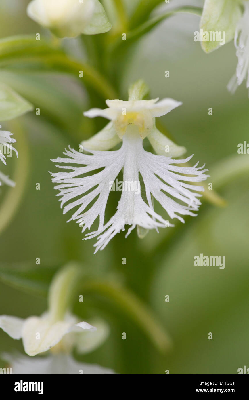 Orquidea blanca con flecos fotografías e imágenes de alta resolución - Alamy