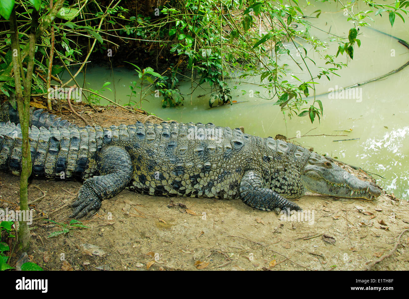 El Cocodrilo Americano (Crocodylus acutus) regodearse, Belice, Centroamérica Foto de stock