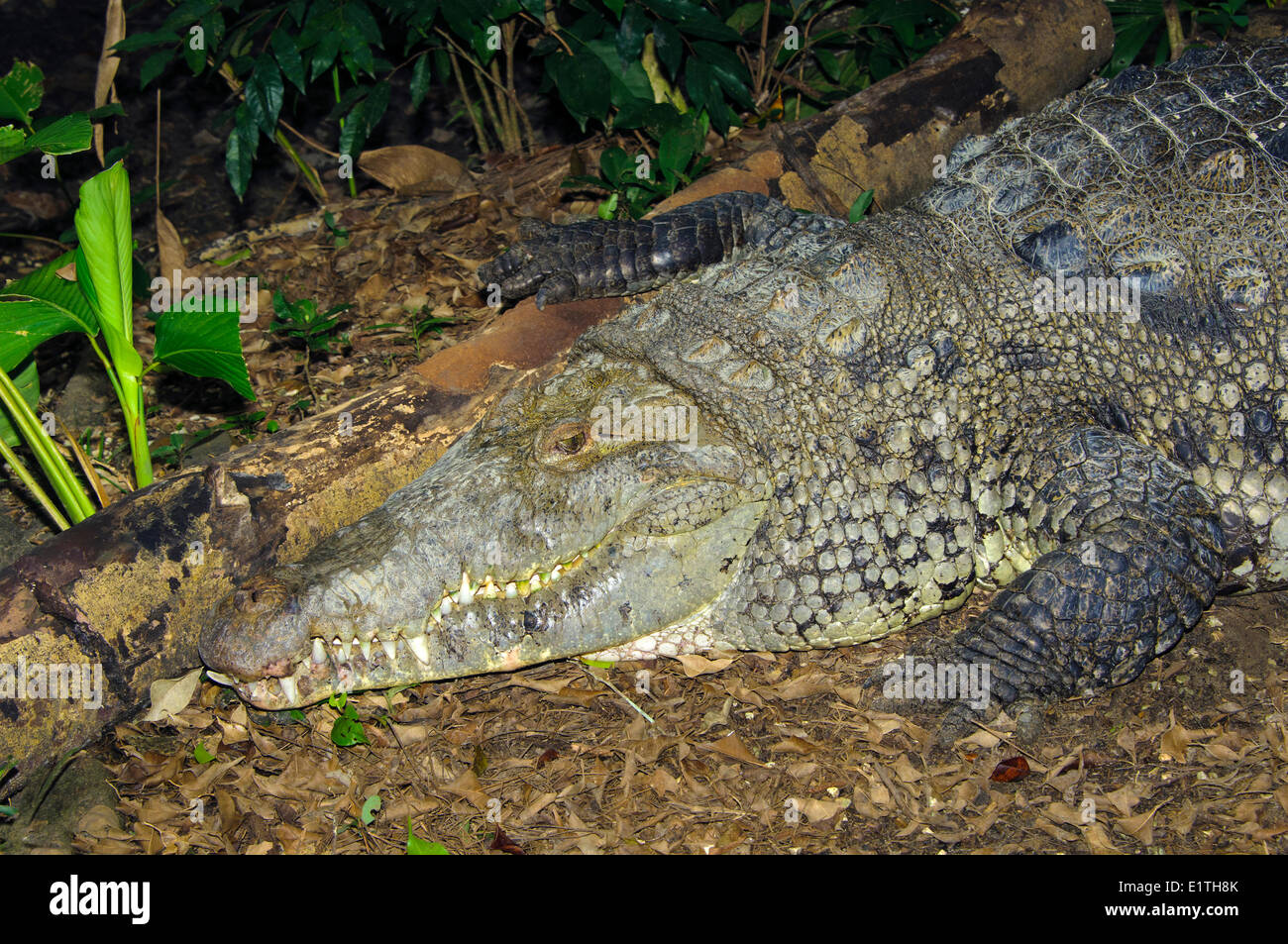 El Cocodrilo Americano (Crocodylus acutus) regodearse, Belice, Centroamérica Foto de stock