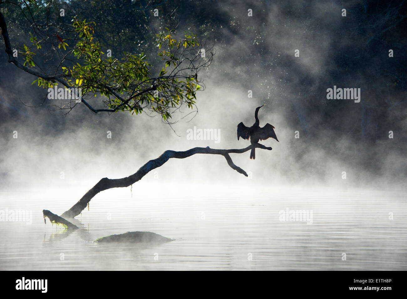 Anhinga anhinga anhinga (adulto) secando sus alas en la niebla de una mañana de invierno Chassahowitzka National Wildlife Refuge Foto de stock