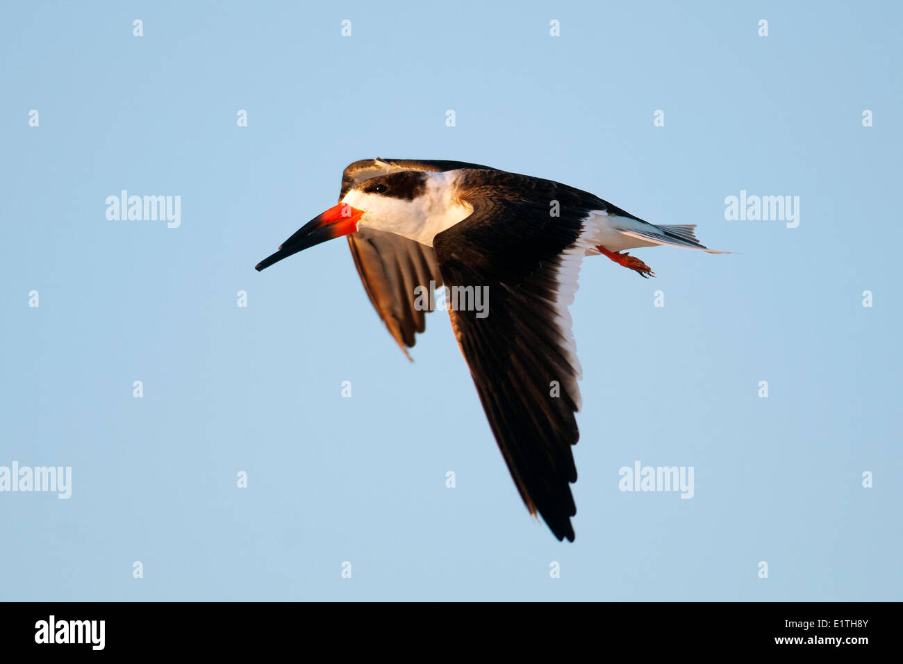 Skimmer negro (Rynchops niger) volando a su nocturnal roost, costeras de Florida Foto de stock