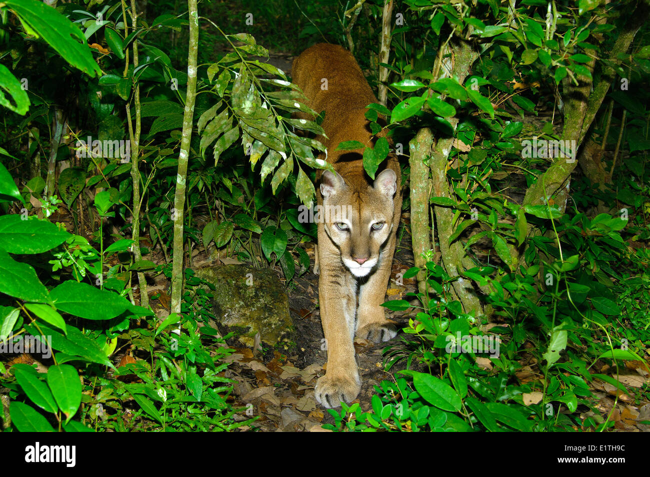 Centroamericano de puma (Felis concolor), bosques tropicales, Belice, Centroamérica Foto de stock