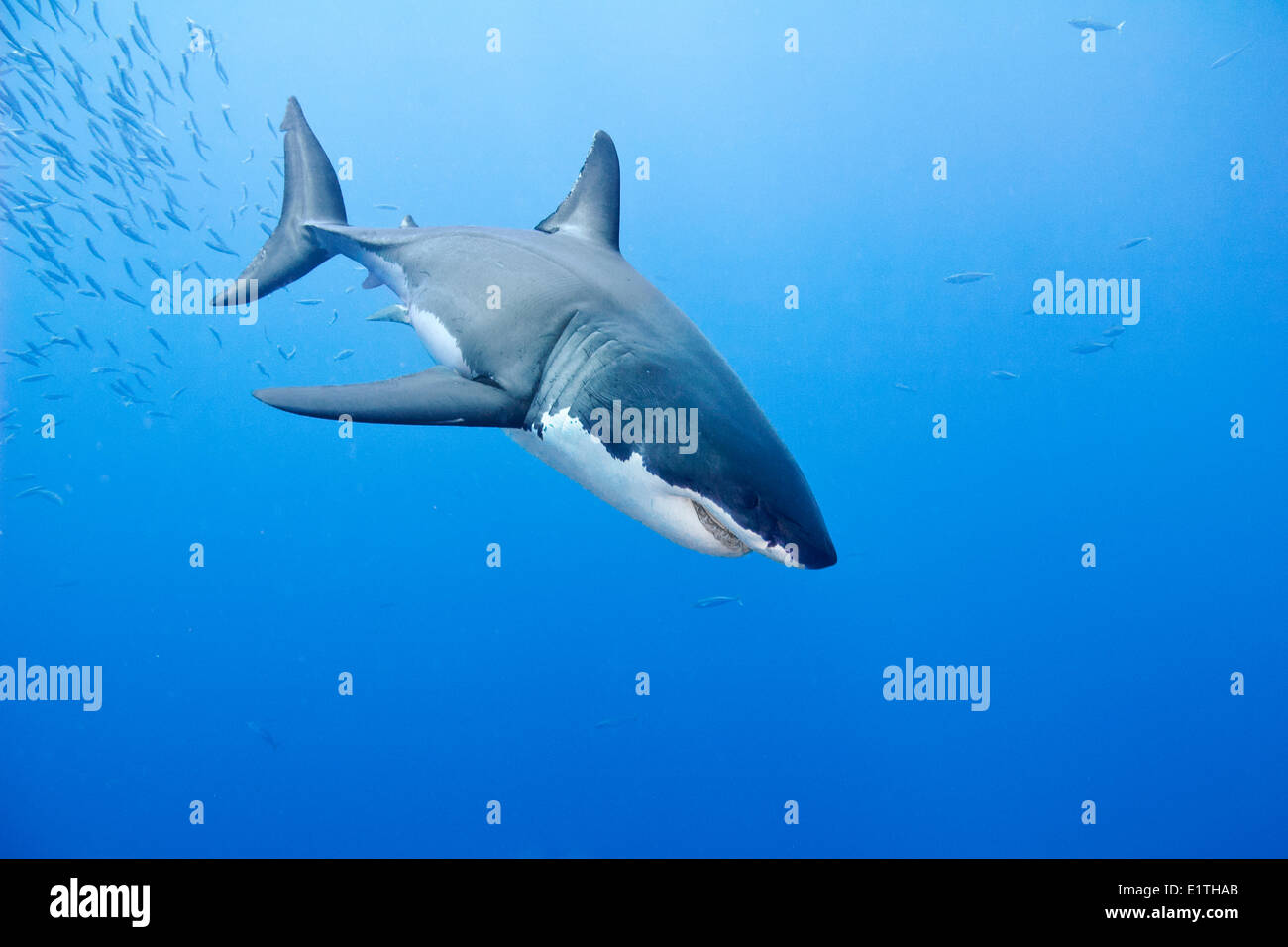 Gran tiburón blanco (Carcharodon carcharias), Isla Guadalupe, Baja California Sur, Mexico Foto de stock