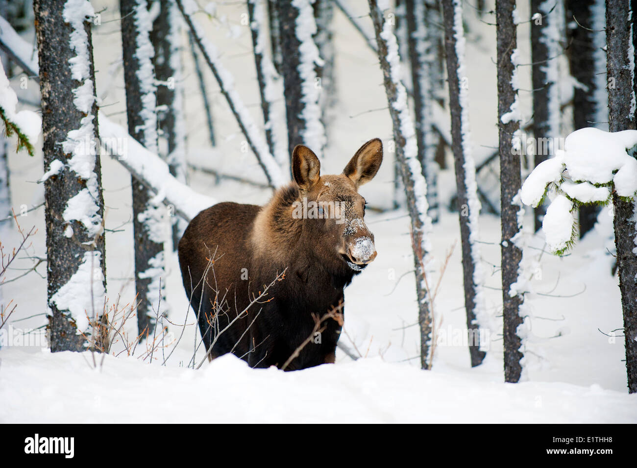 Moose alces becerro (Alves) de 7 meses de antigüedad, montañas rocosas canadienses, el Parque Nacional de Jasper, Alberta, Canadá occidental Foto de stock