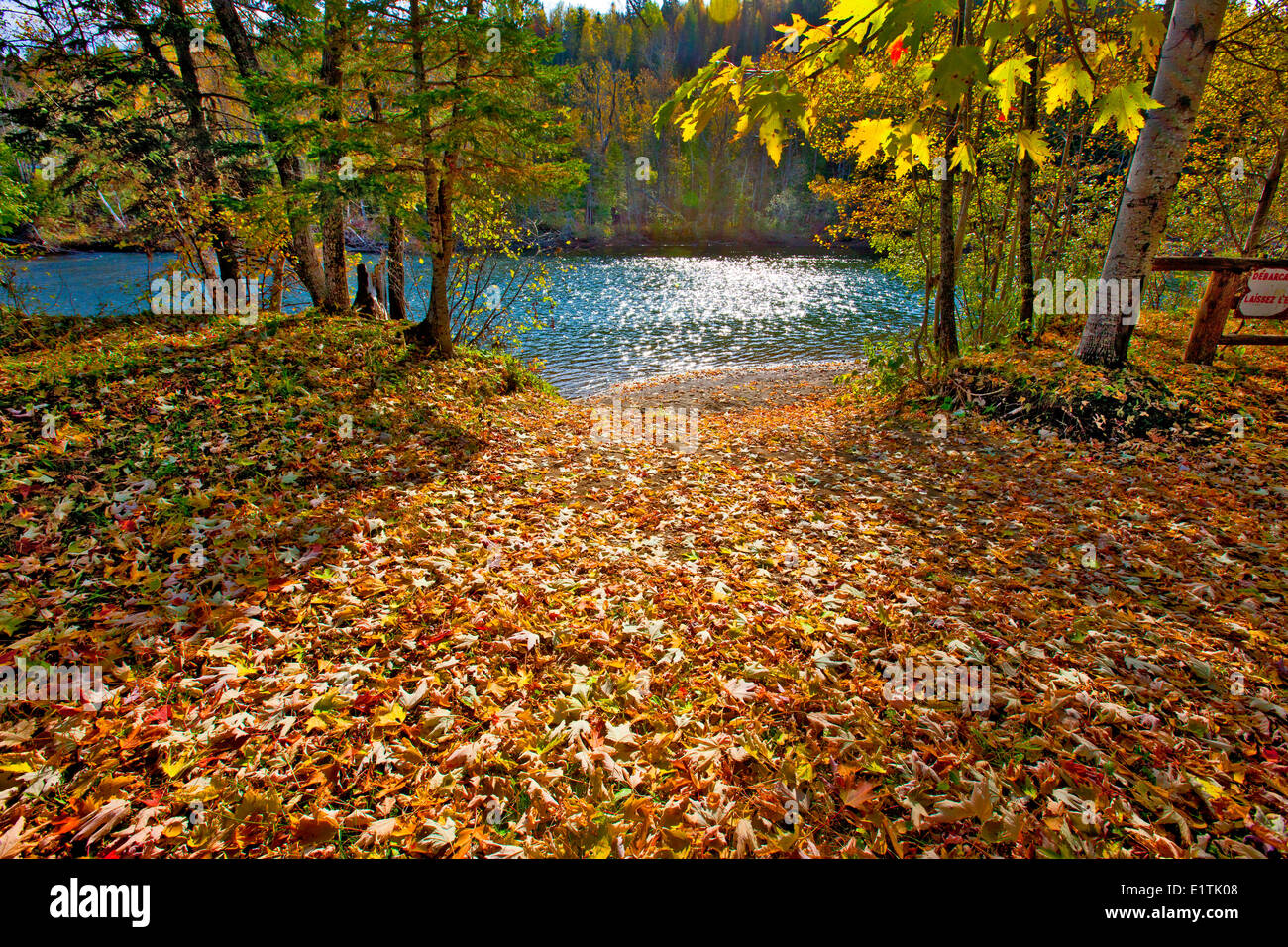 Caen las hojas, St-Edgar, New Richmond, Quebec, Canadá Foto de stock