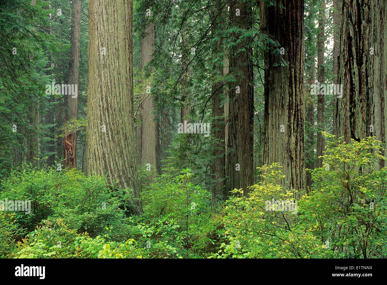 Coastal Redwood, Sequoia sempervirens, Norte de California, Prairie Creek Redwoods National Park, EE.UU. Foto de stock