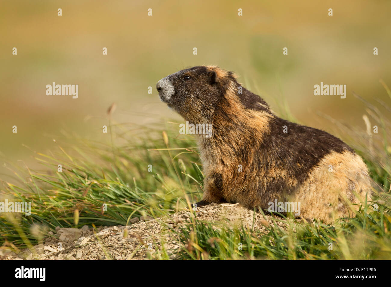 Marmot, Olímpico Marmota Olympus, Washington, EE.UU. Foto de stock