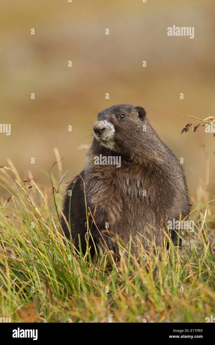 Marmot, Olímpico Marmota Olympus, Washington, EE.UU. Foto de stock