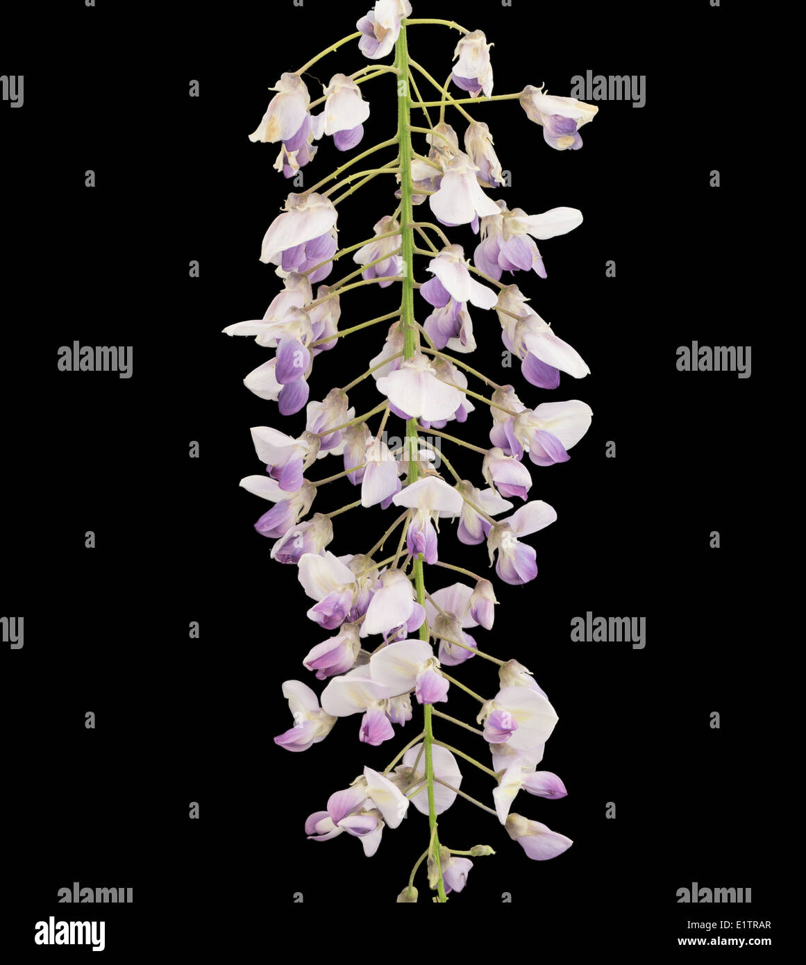 Wisteria branch fotografías e imágenes de alta resolución Alamy