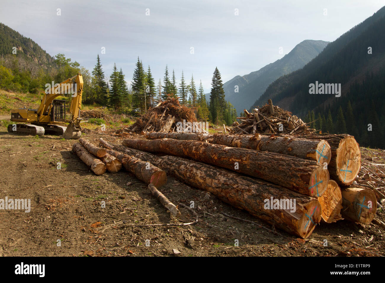 Destruccion del habitat fotografías e imágenes de alta resolución Alamy
