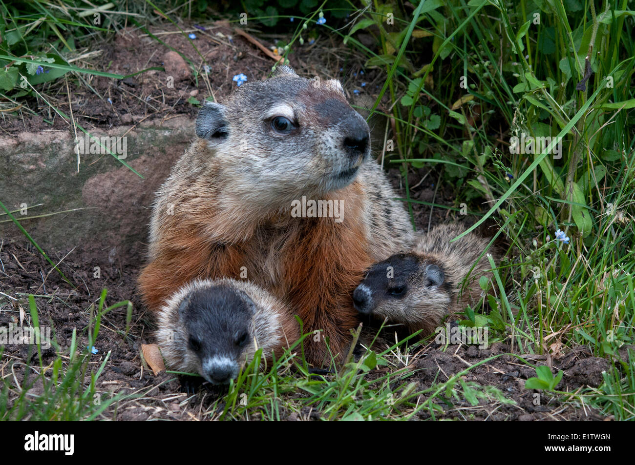 Con jóvenes de la marmota (Marmota monax), también conocido como woodchuck. Minnesota Foto de stock