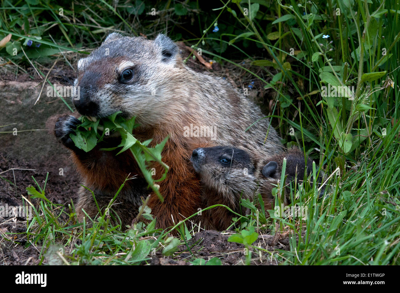Padre de la marmota comiendo hojas de diente de león con dos bebés; (Marmota monax cercanos); Minnesota. Foto de stock