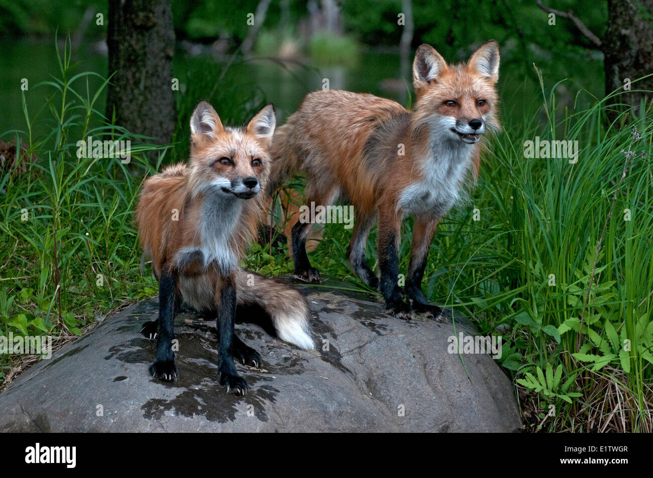 Los zorros de pie al borde del estanque de verano en verano pelaje; (Vulpes vulpes); Minnesota Foto de stock