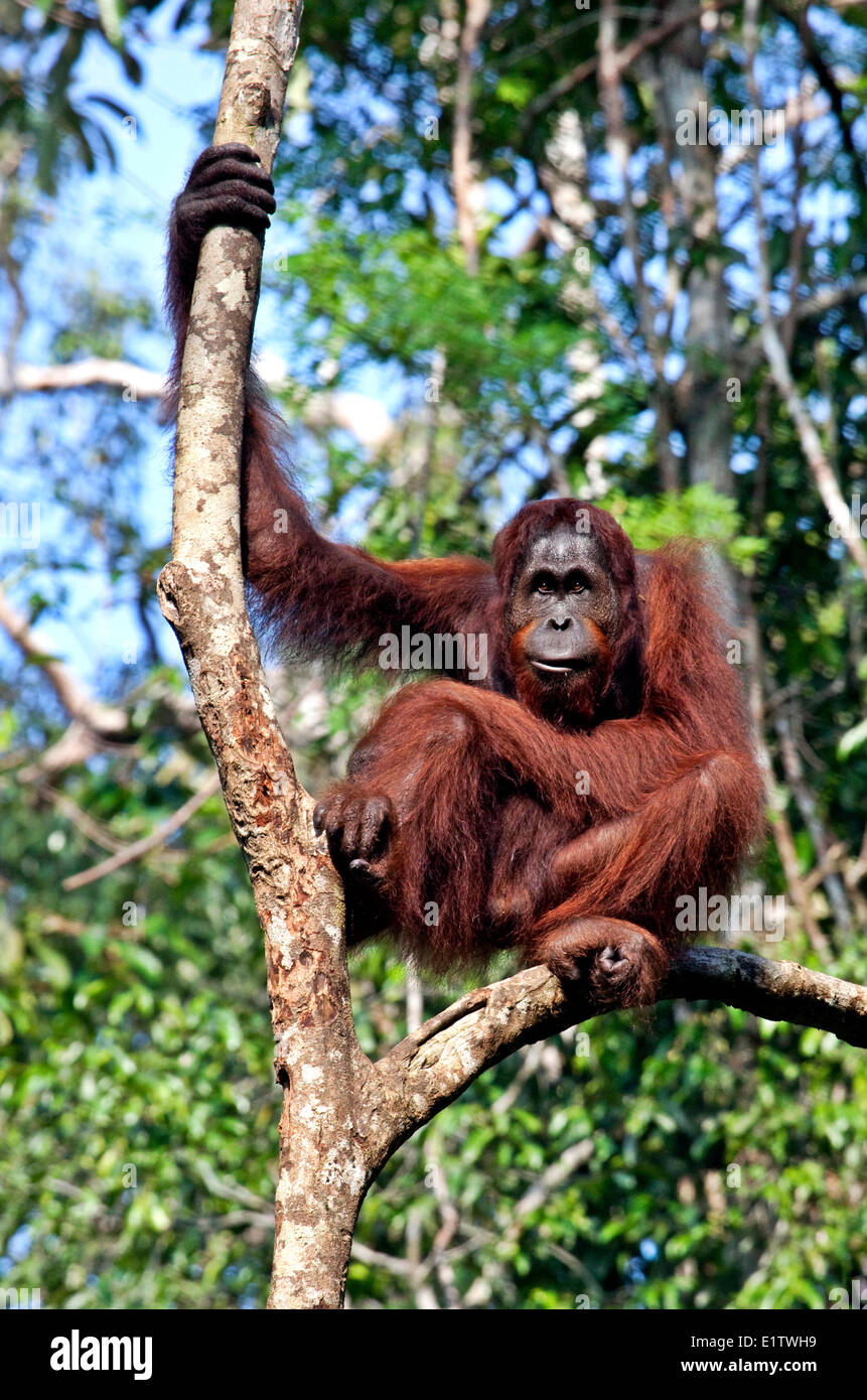 Orangután, Pongo pygmaeus, orangután Semengoh Centro, Kuching, Borneo, Malasia Foto de stock