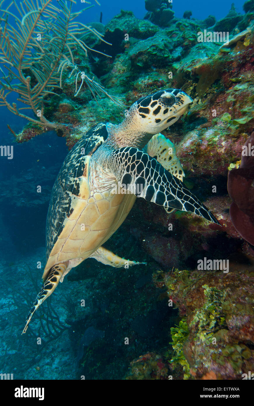 Una especie amenazada de la tortuga carey (Eretmochelys imbricata) descansa sobre un arrecife de coral cerca de San Pedro, Belice Foto de stock