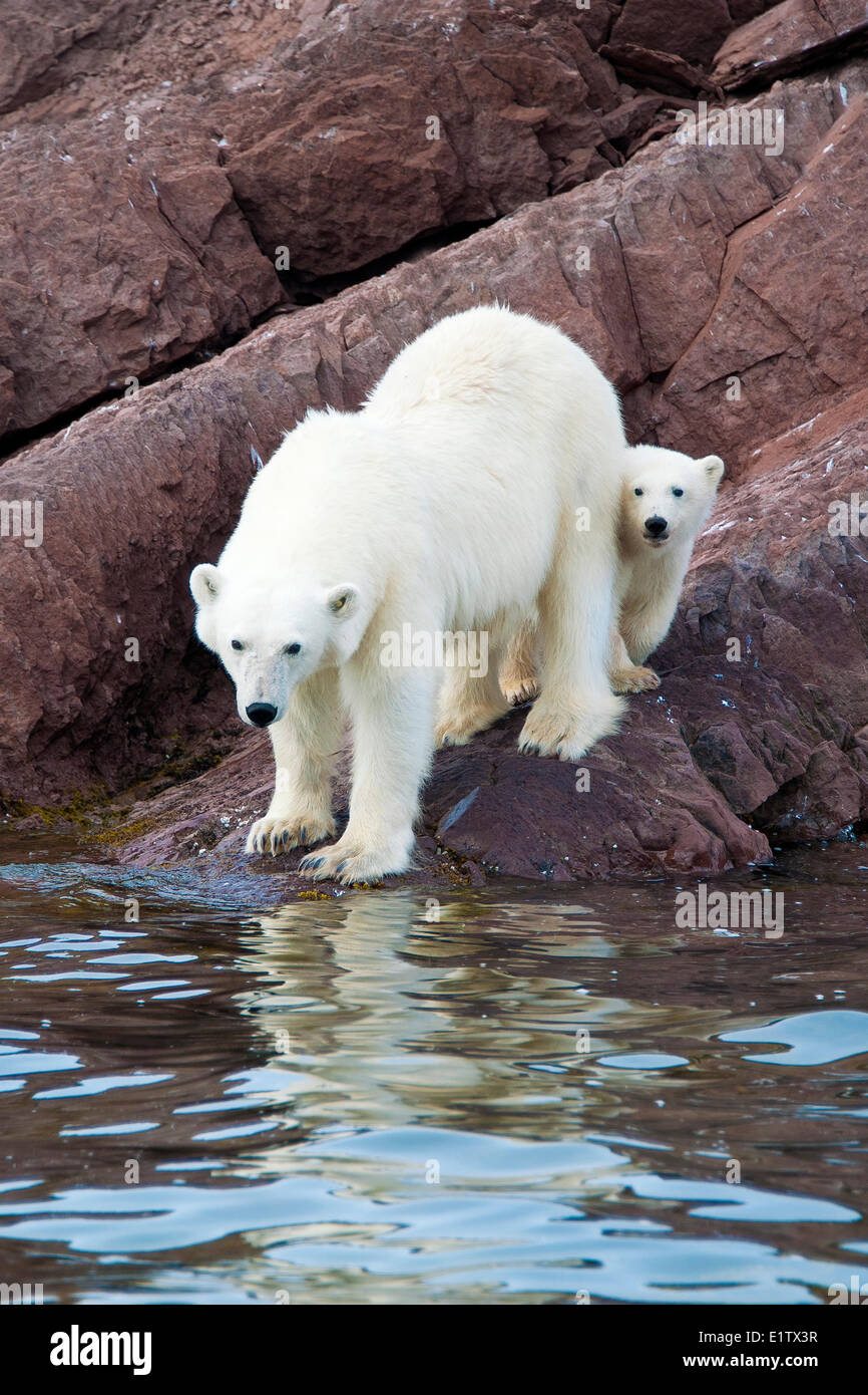 Madre de oso polar (Ursus maritimus) y yearling cub, el archipiélago de Svalbard, ártico noruego Foto de stock