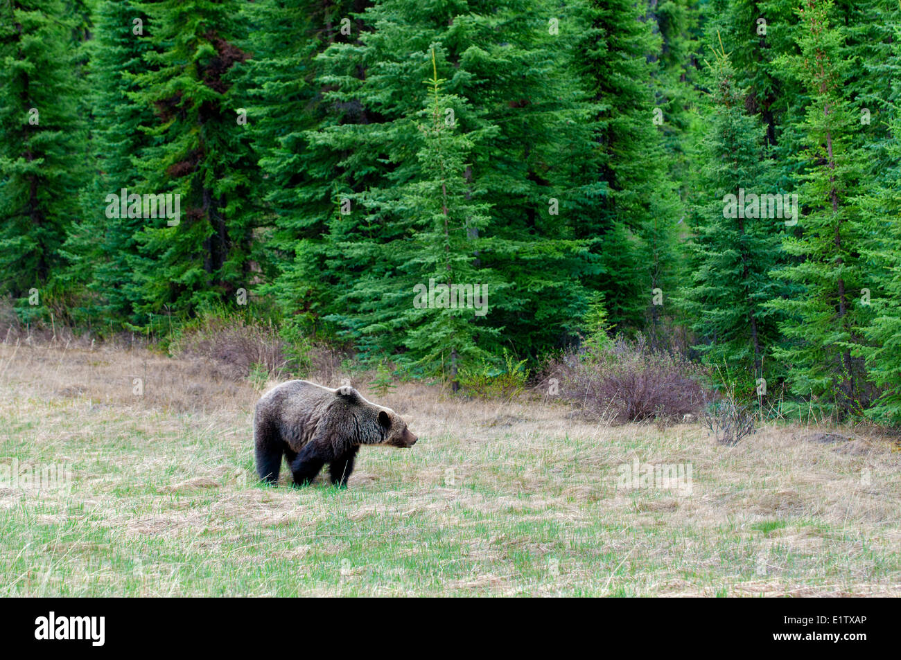 Montaña de adultos oso grizzly (Ursus arctos), el Parque Nacional de Jasper, Montañas Rocosas Canadienses, en el oeste de Alberta, Canadá Foto de stock