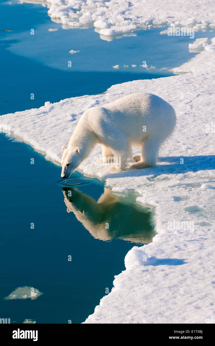 El oso polar (Ursus maritimus) sobre bloques de hielo, Svalbard, Archipiélago Ártico noruego Foto de stock