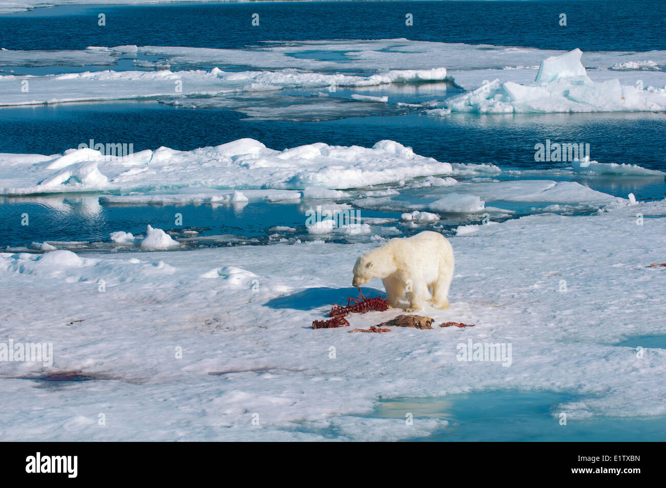 Adulto el oso polar (Ursus maritimus) se alimentan de los restos de un sello barbudo matar, Svalbard, Archipiélago Ártico noruego Foto de stock