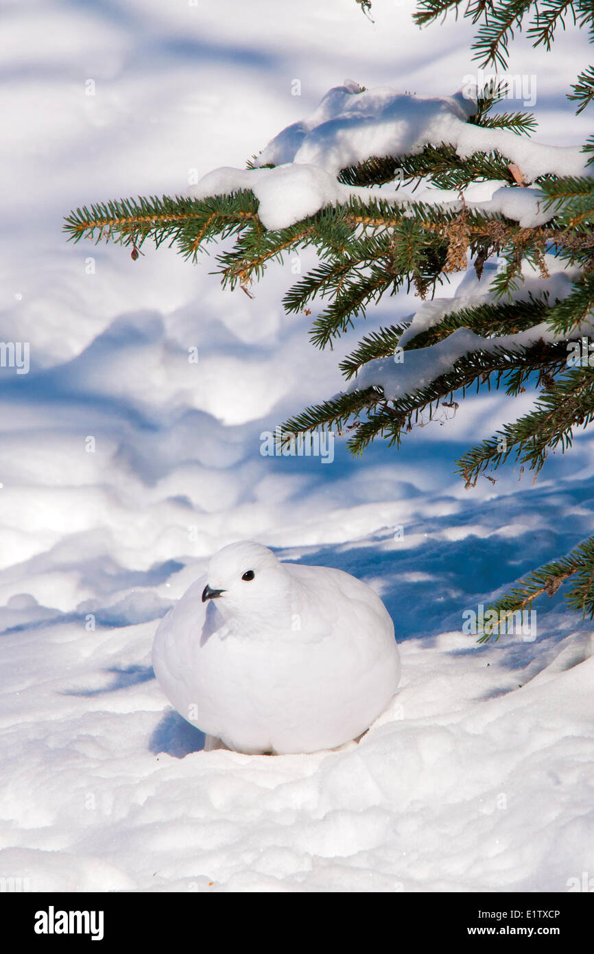 Willow ptarmigan (Lagopus lagopus), Territorios del Noroeste, Canadá boreal Foto de stock