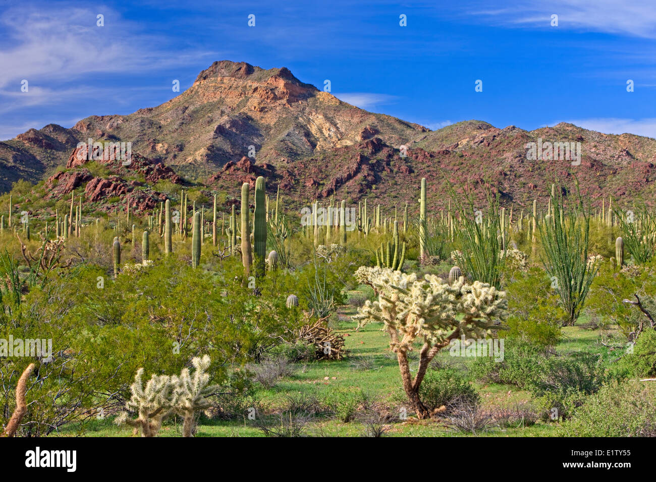 Paisaje desértico en la temporada de primavera, el Monumento Nacional Organ Pipe, Arizona, EE.UU. Foto de stock