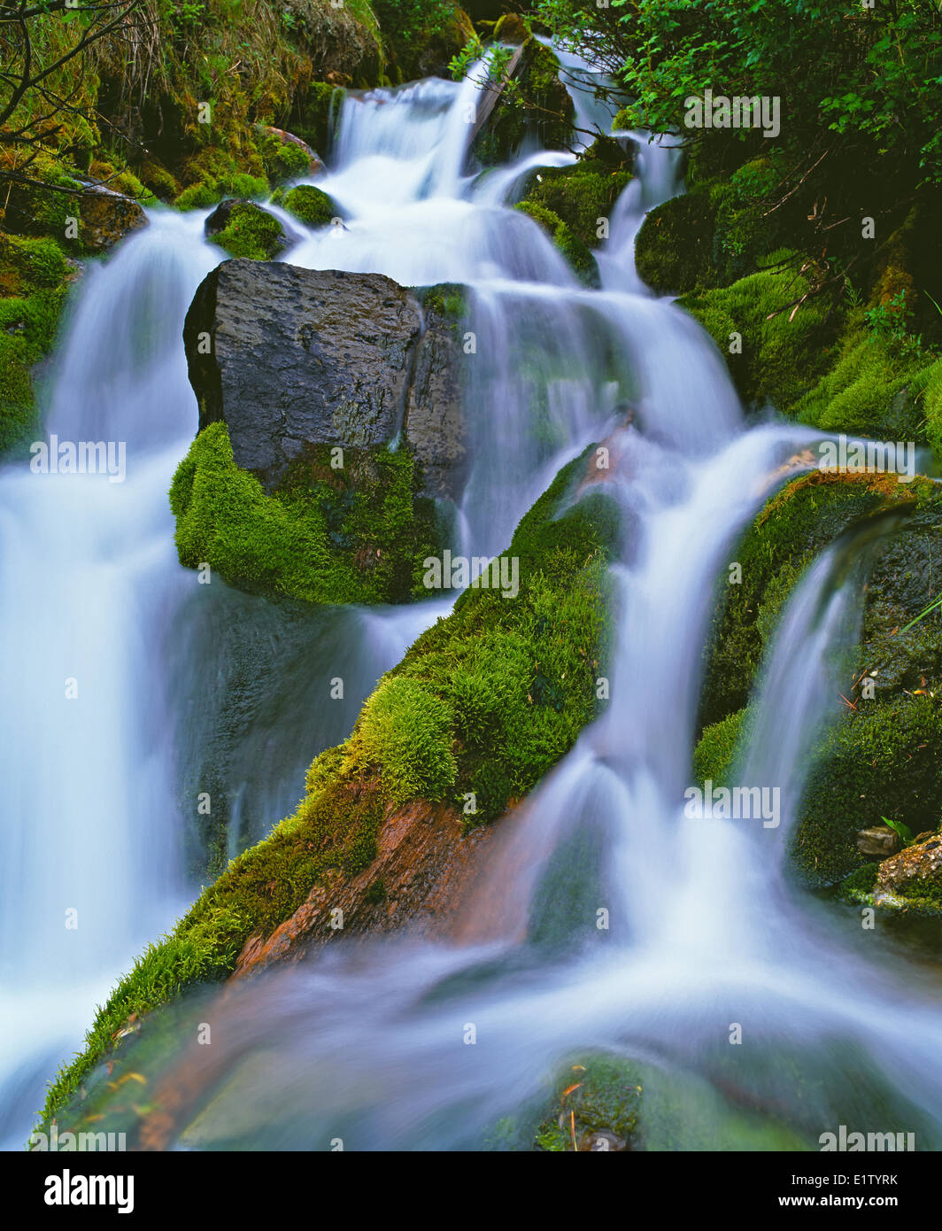 Cascada fluyendo a través de un bosque tropical en la isla de Vancouver, British Columbia, Canadá Foto de stock