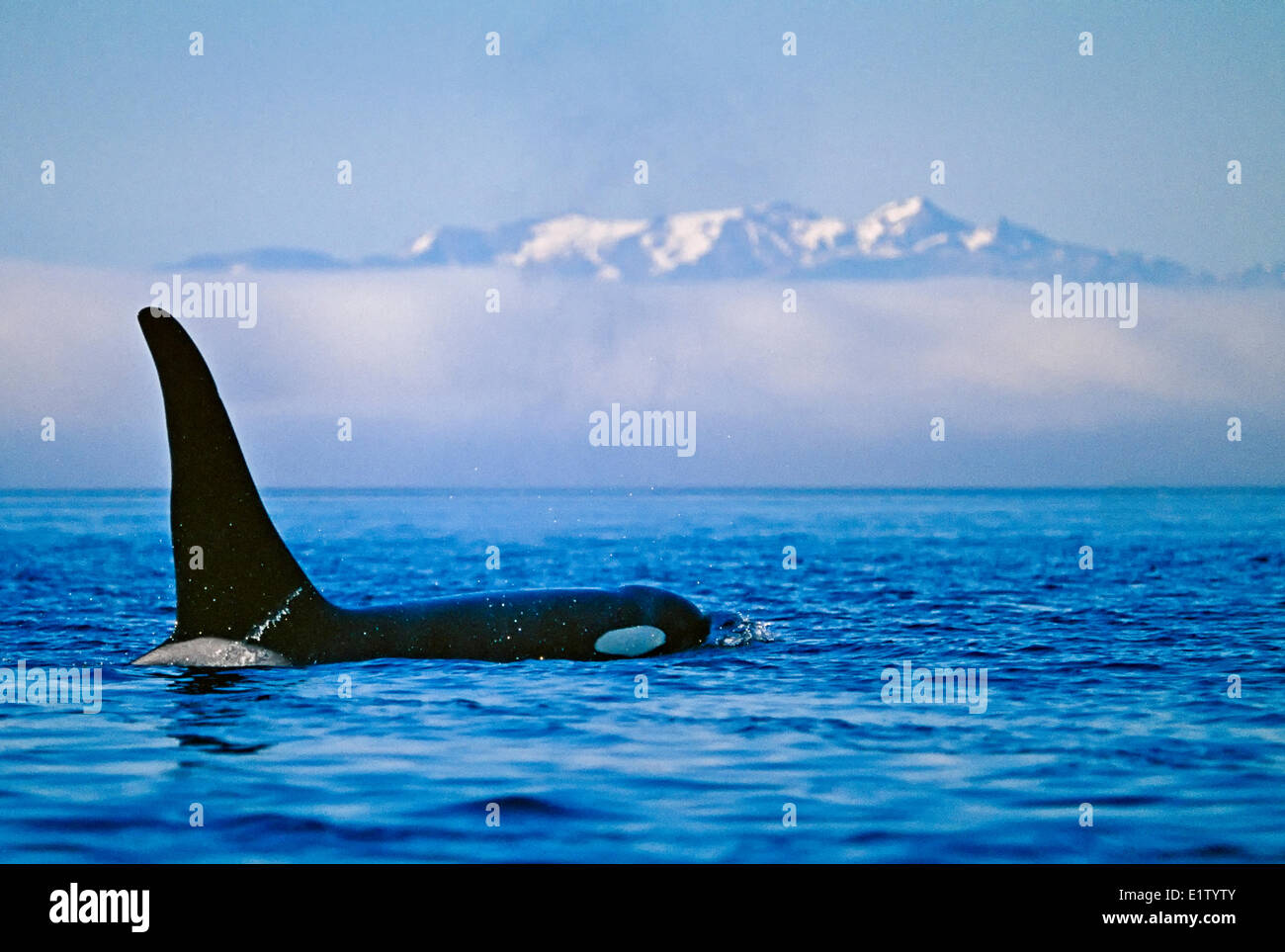 Macho grande orca orca (Orcinus orca) en el estrecho Queen Charlotte con nevadas en las montañas de la costa de Columbia Británica Foto de stock