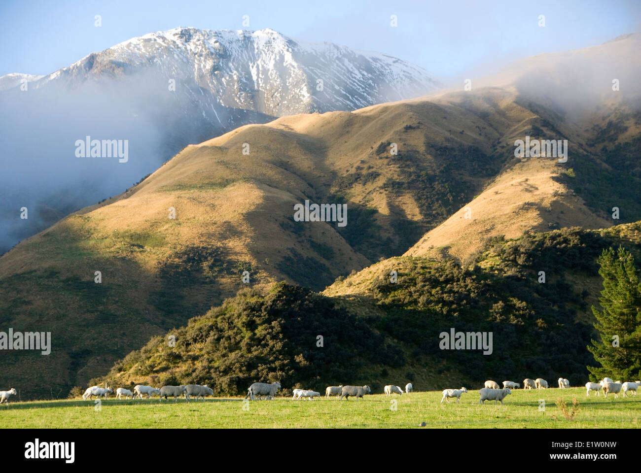 Ovejas, colinas y montañas cubiertas de nieve, Superior Rakaia Valle, Canterbury, Isla del Sur, Nueva Zelanda Foto de stock