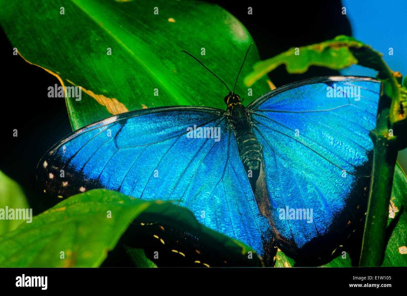Mariposa Morpho azul (Morpho peleides limpida) vista dorsal México Centroamérica norte de Sudamérica Paraguay Trinidad. Foto de stock