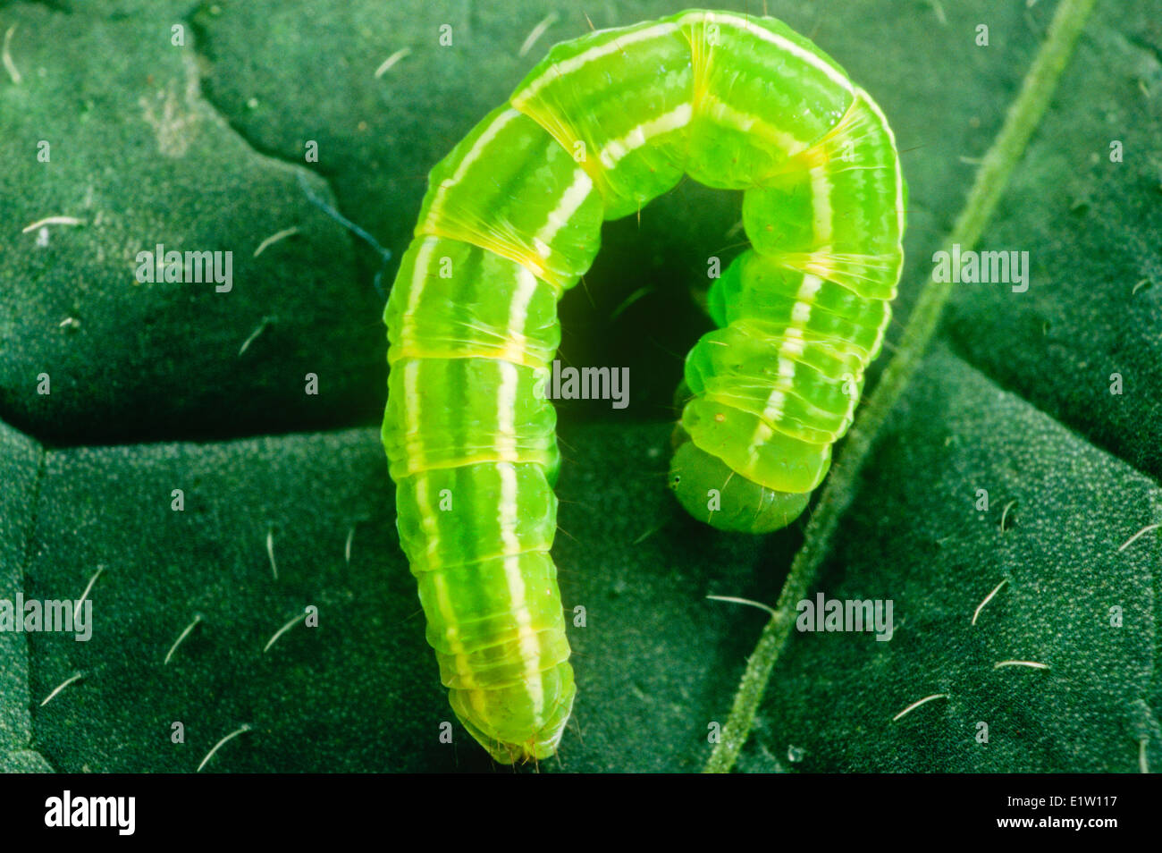 Nublado larva de mariposa de Azufre, (Colias philodice) Foto de stock