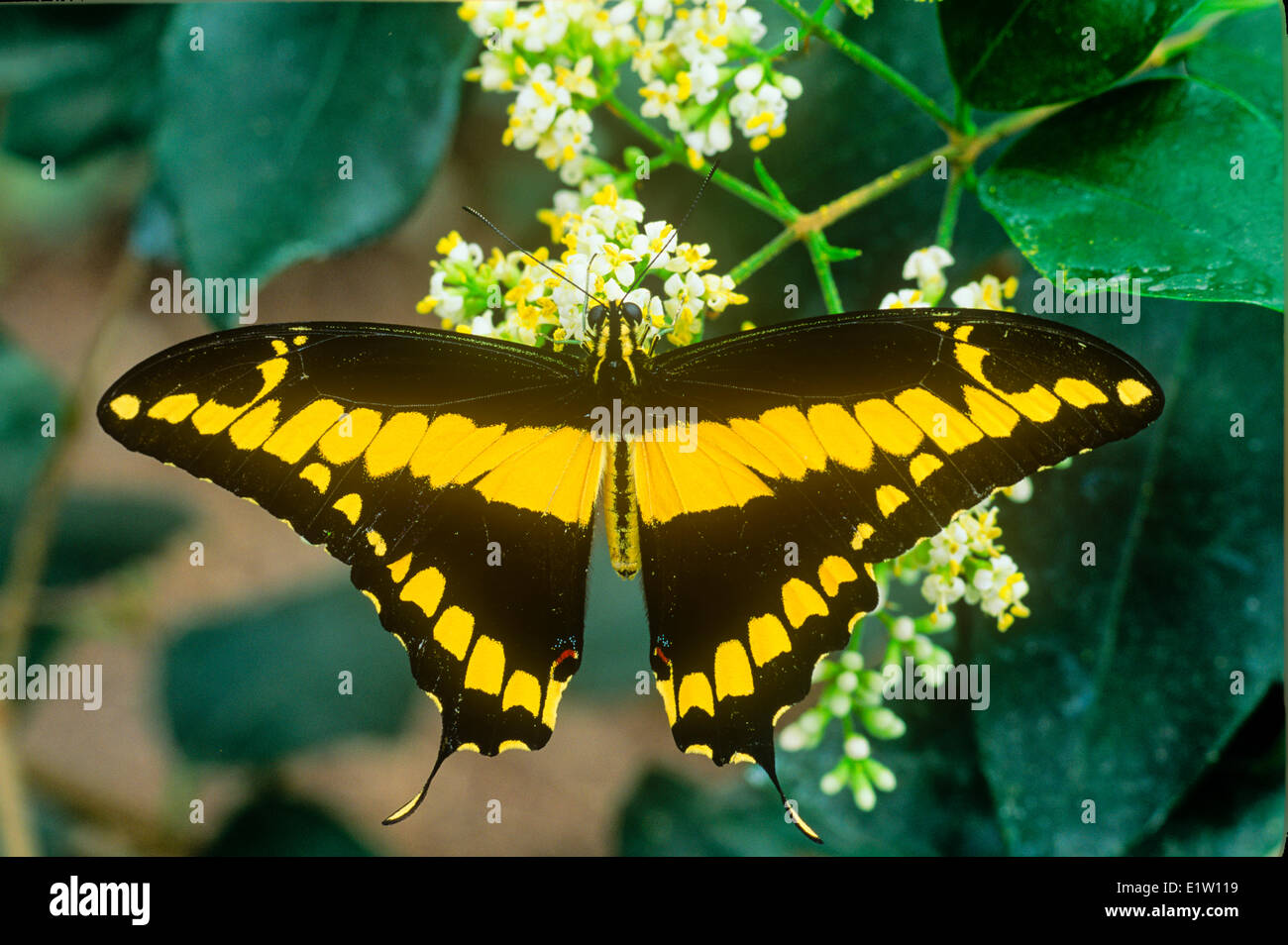Thoas especie Butterfly (Papilio Thoas), vista dorsal, de Canadá a Panamá, Cuba Foto de stock