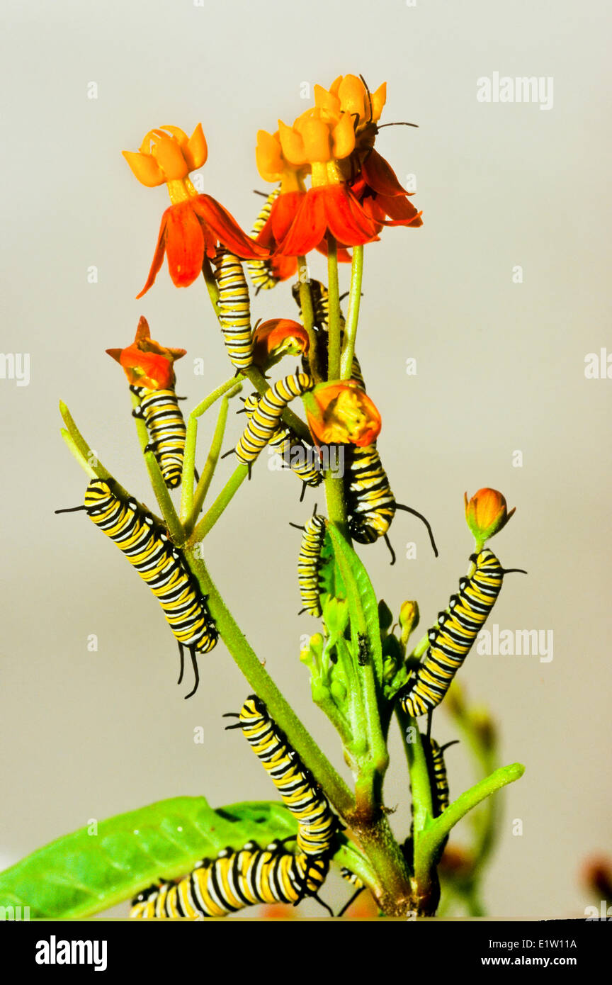 La larva de la mariposa monarca (Danaus plexippus) Foto de stock