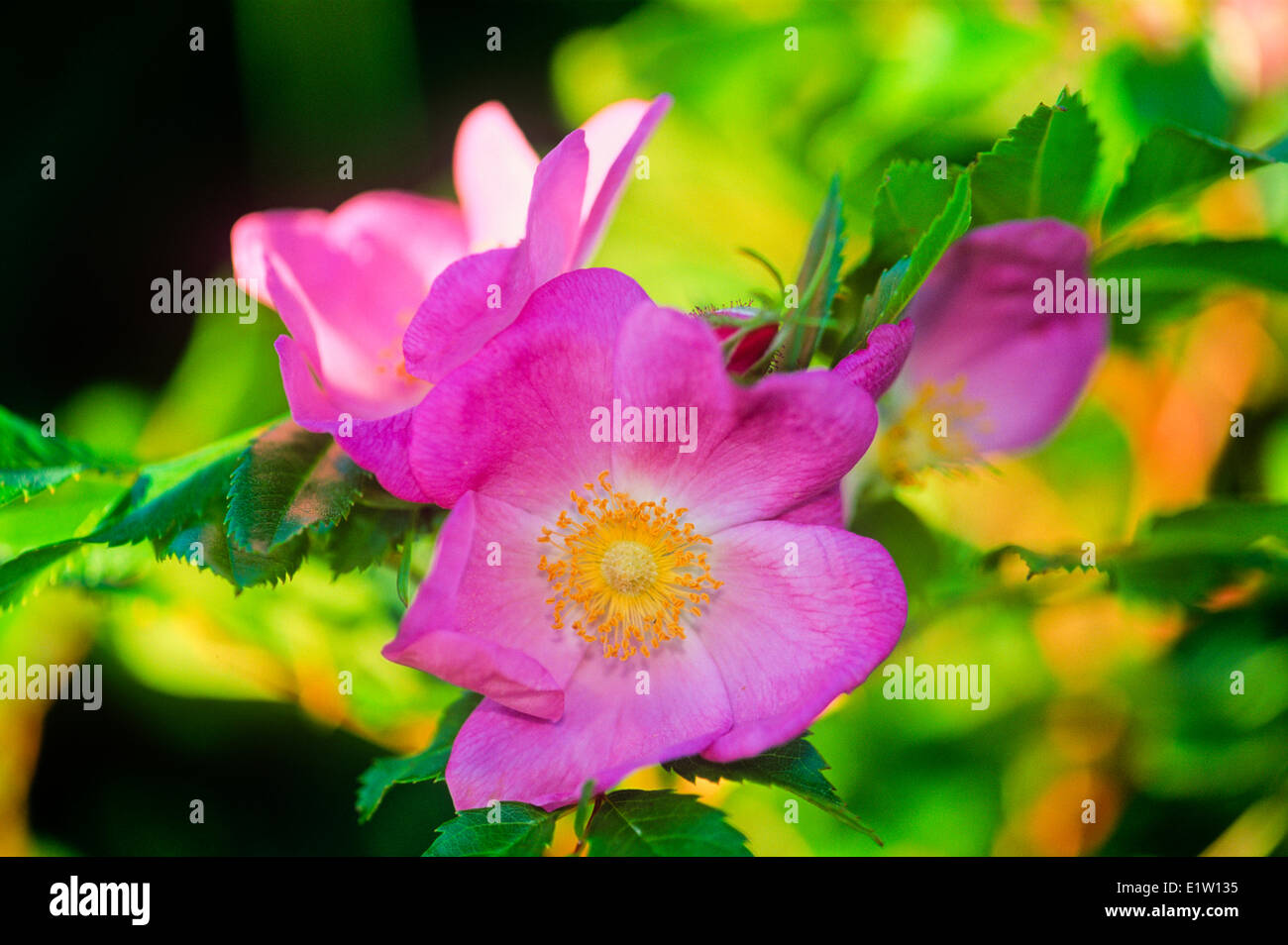Virginia, Rose (Rosa virginiana), wildflower Foto de stock