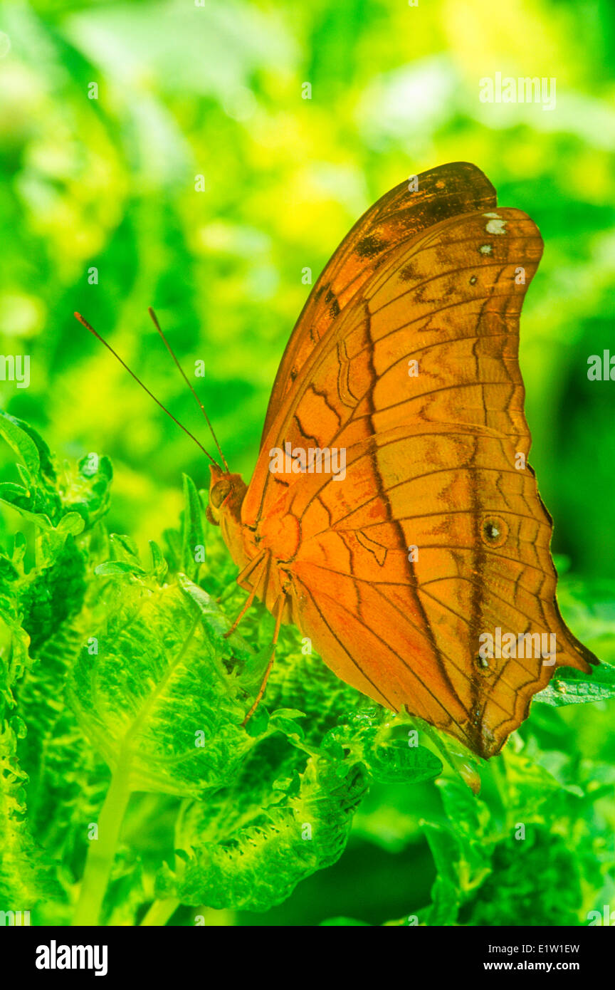 Cruiser, mariposas (Vindula dejone), ventral ver Fotografía de stock