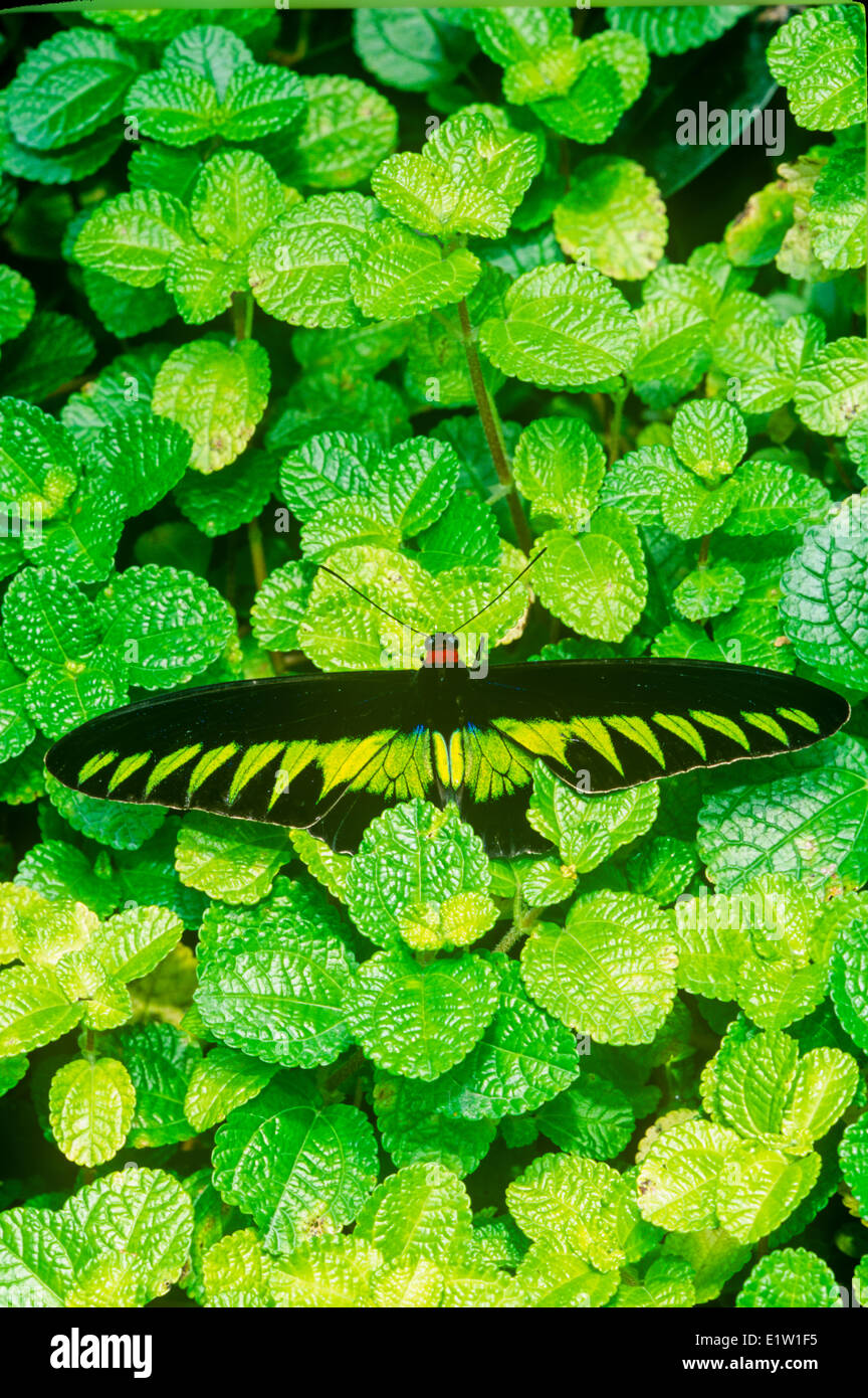 Rajá Brooke's, mariposas de ala de pájaro (Trogonoptera brookiana), macho, vista dorsal, Malasia Foto de stock