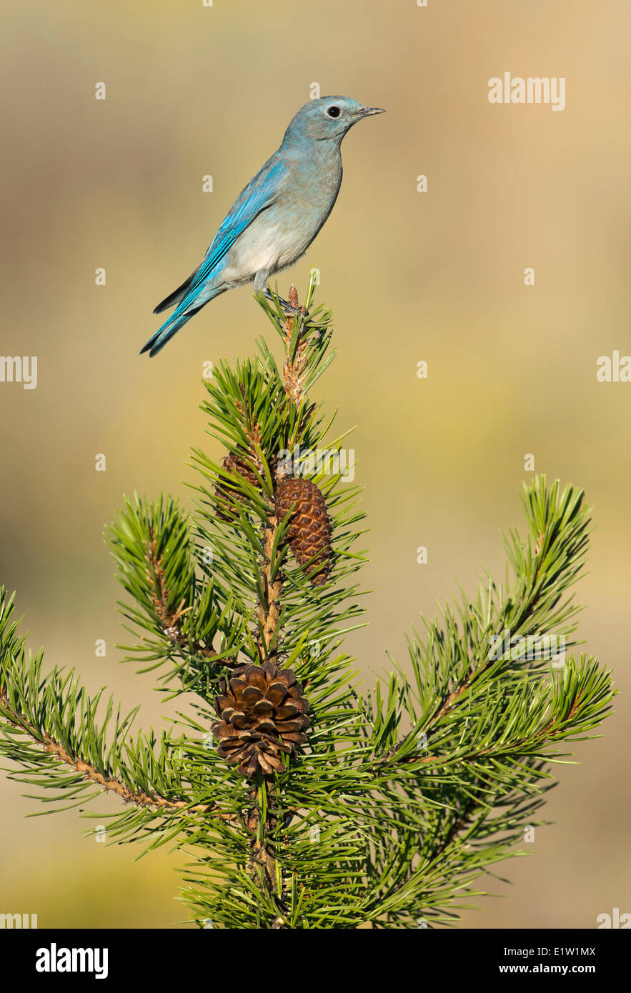 Mountain Bluebird (Sialia currucoides) - Deschutes National Forest, Oregón Foto de stock