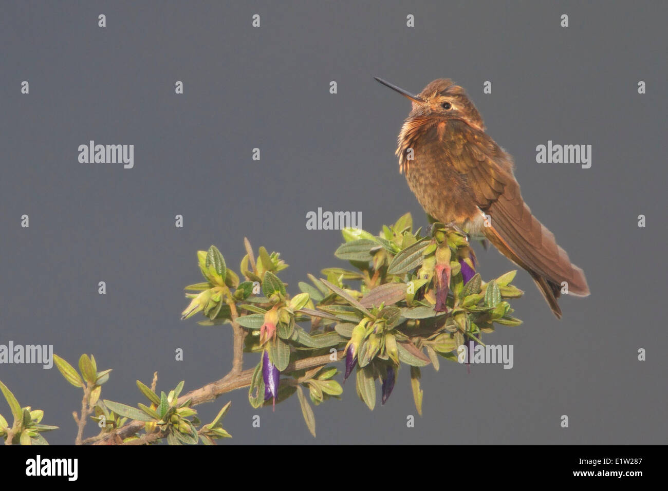 Shining sunbeam (Aglaeactis cupripennis) posado en una rama en el Perú. Foto de stock