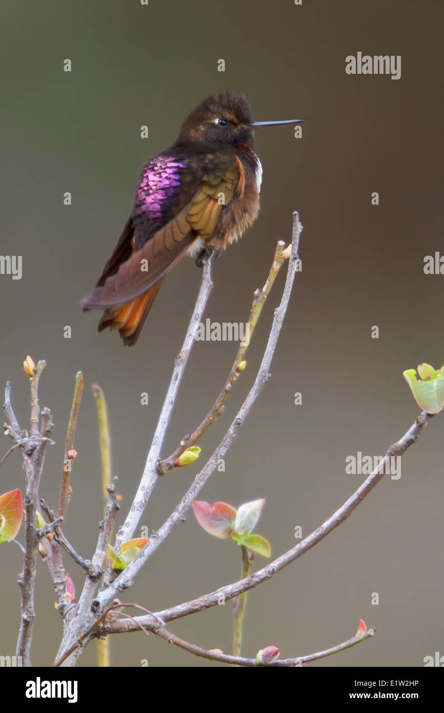 Penacho blanco Sunbeam (Aglaeactis castelnaudii) posado en una rama en el Perú. Foto de stock